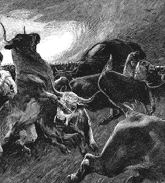 Cow stampede