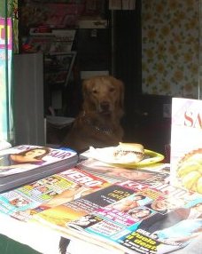 Only a dog mans the edicola